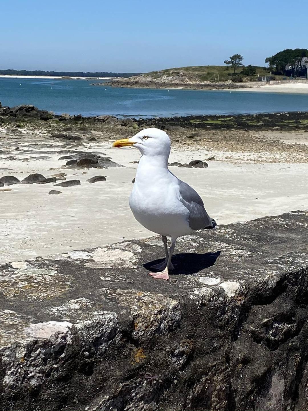 Ty Cool, Jardin 200m Carre, 50m Plage, Wifi, Parking Saint-Pierre-Quiberon